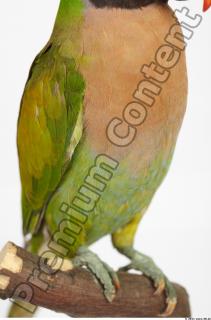 Parrot Psittacula alexandri 0024